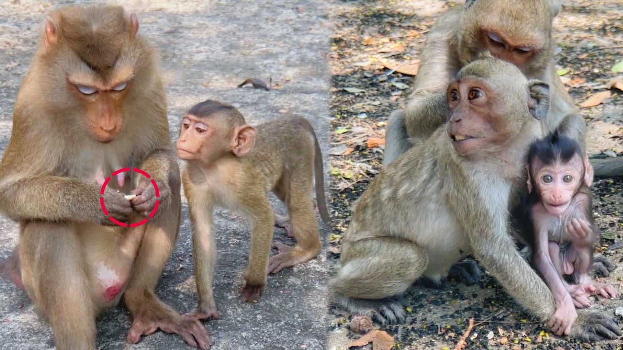 Look at  Rickey very hungry | smart baby  monkey with brother | wildlife macaques