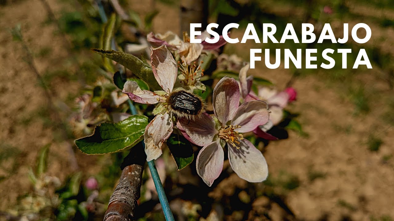 Controlar población de escarabajo funesta - Oxythyrea funesta