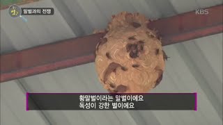 생활의 발견 - 말벌과의 전쟁!.20160923