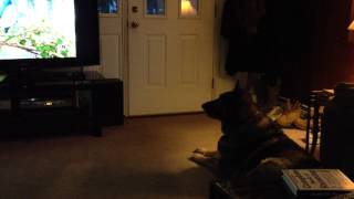 Dog Sings To Shrek Movie