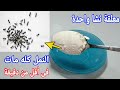 قسما بالله معلقة نشا واحدة هتخلصك من النمل نهائيا فى أقل من دقيقةبدون مبيدات لن تستغنى عنهابعداليوم