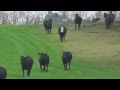 ACE THE BORDER COLLIE BRINGS IN THE COWS