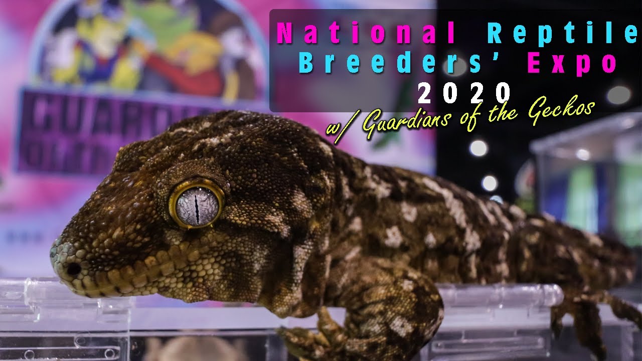 National Reptile Breeders Expo 2020 Daytona Beach Behind the Scales