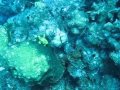 Curacao frogfish