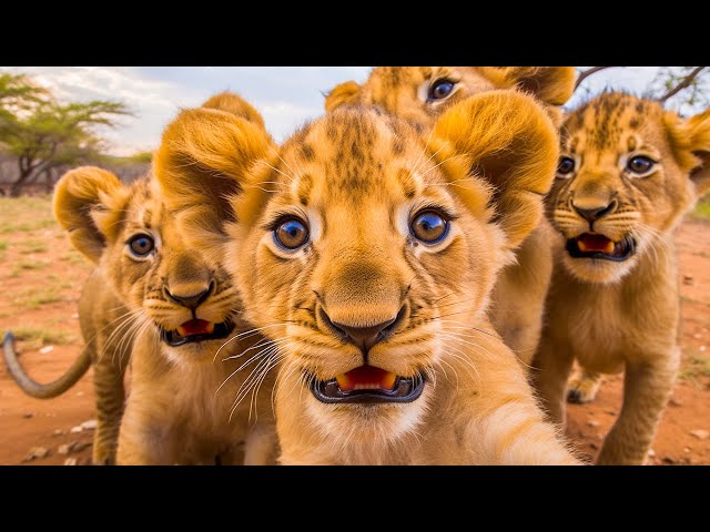 Lion Cubs 4K ~ Relaxing Music That Heals Stress, Anxiety, Depressive Conditions, Gentle Music class=
