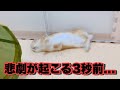 気持ちよくごろ寝したうさぎに悲劇が...！？