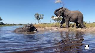 Jabu watches while Morula swims | Living With Elephants Foundation | Okavango Delta, Botswana