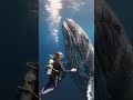 Dancing with Giants 🌊✨#shorts #youtubeshorts #WhaleEncounter #OceanLife #ScubaDiving #GentleGiant