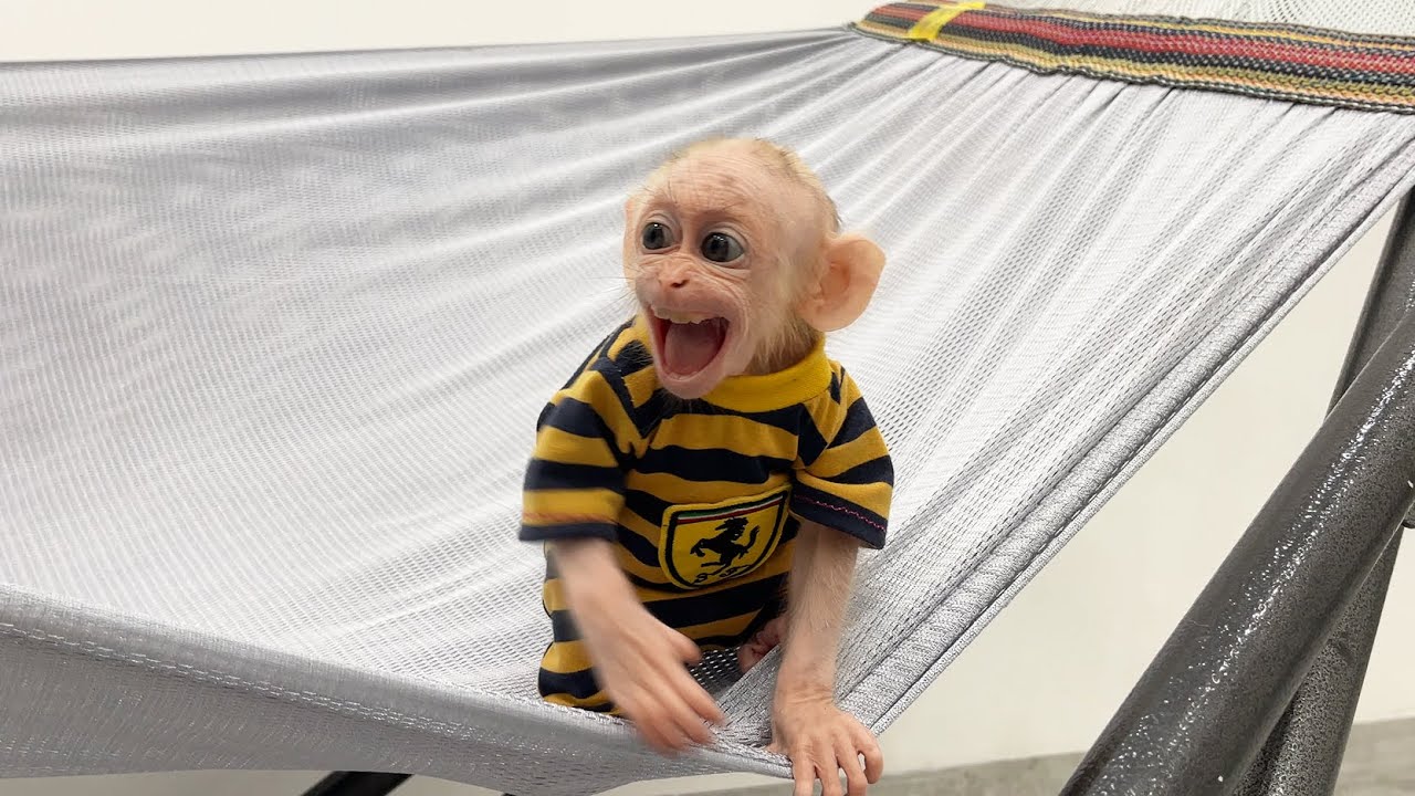 Baby monkey Junbi can't wait patiently for mealtime