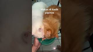 Makan dulu ya