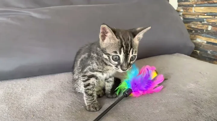 Video 6807331: f2 bengal kitten, bengal boy