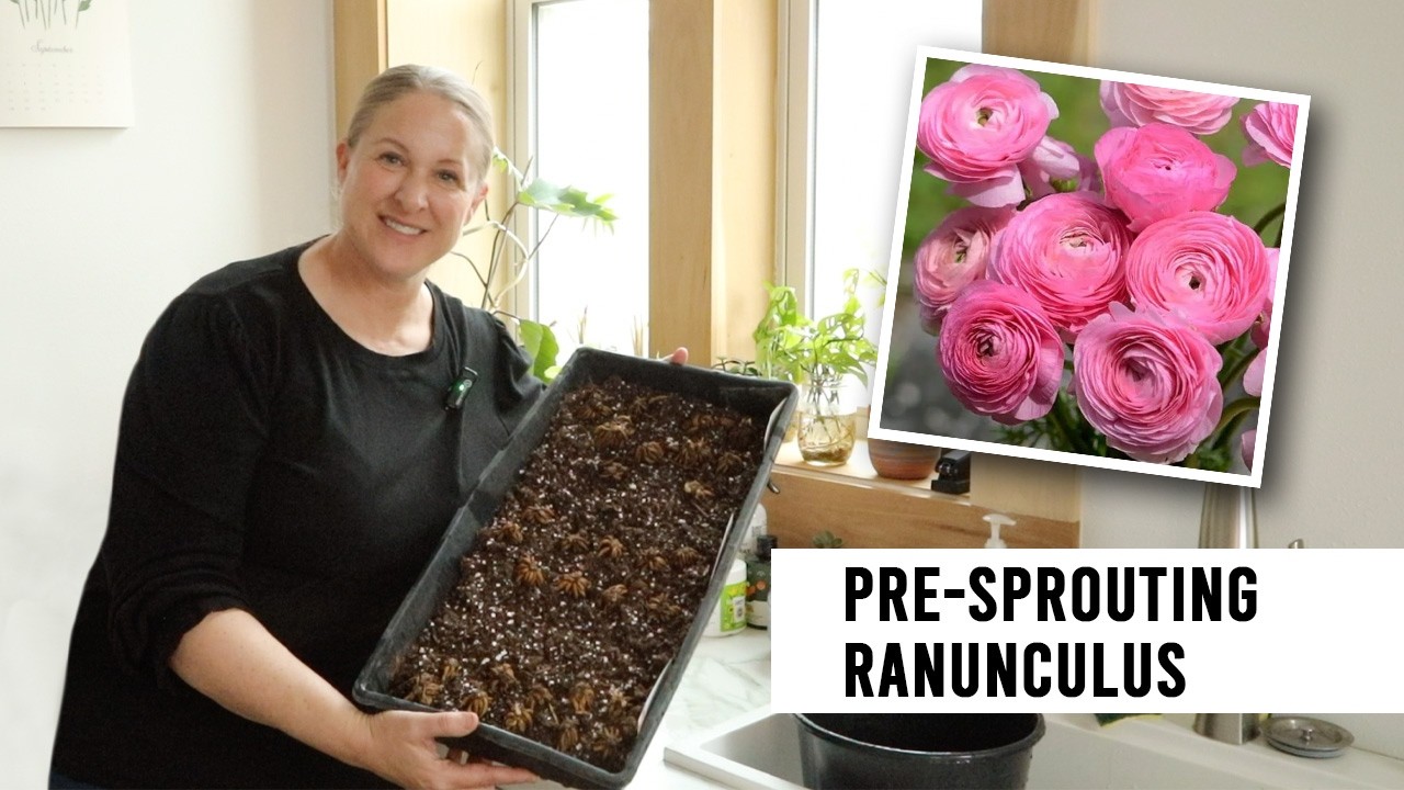 Предварительно проросшие лютики для срезки цветов