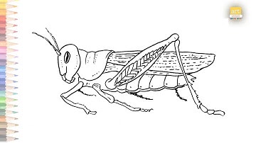 Grasshopper drawing easy | How to draw A Grasshopper STEP BY STEP | Outline drawings | art janag