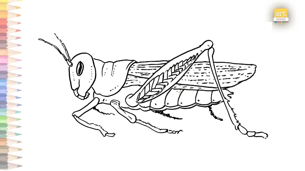 grasshopper – St. John's