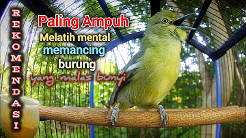 pancingan sirtu/cipoh agar rajin bunyi dan semakin gacor.