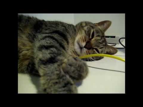cat แปลว่า Yawning