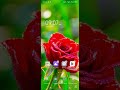 Mobile Mein Default Wallpaper Wapas Kaise Layein