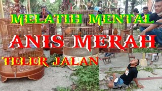 Melatih Mental Anis Merah || Ngecas screenshot 5