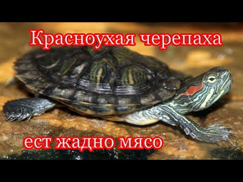 Чем кормить ЧЕРЕПАХУ? Кормление красноухой черепахи мясом.🐢🐢🐢