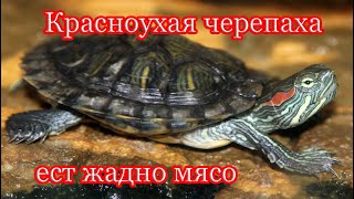 Чем Кормить Черепаху? Кормление Красноухой Черепахи Мясом.🐢🐢🐢