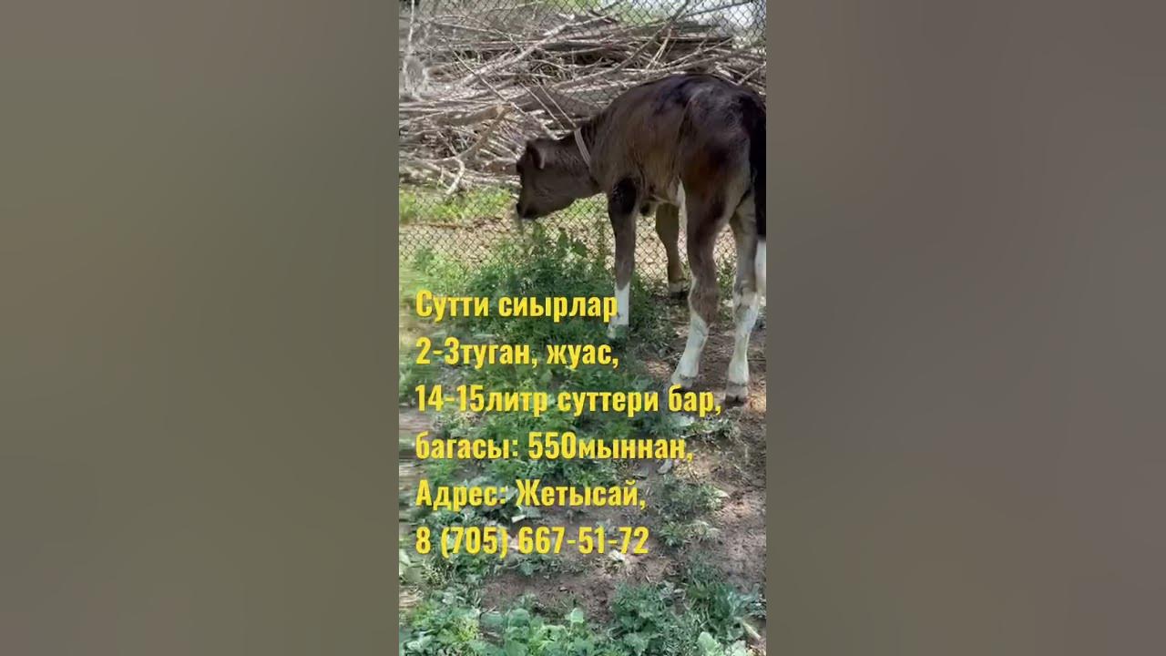Сүтті сиыр сатылады . - YouTube