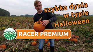 Racer Premium - szybka odmiana dyni w typie Halloween