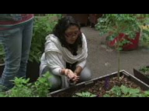 Video: Osnaževanje mestnega vrtnarjenja - Kako odpraviti onesnaženje v mestnem vrtu
