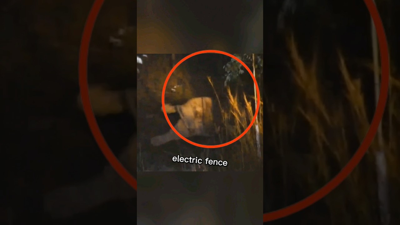 Desperate elephant ASKS for help ❤️‍🩹