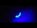 Glowing Millipede at Dismals Canyon