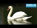 Funny Swan Rescue at Chelsea F.C. Training Ground