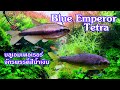 Blue emperor tetra  