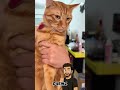 Funny cats p2 #animaux #chat #animals #cute #cat #pets #dog #chien #compilation