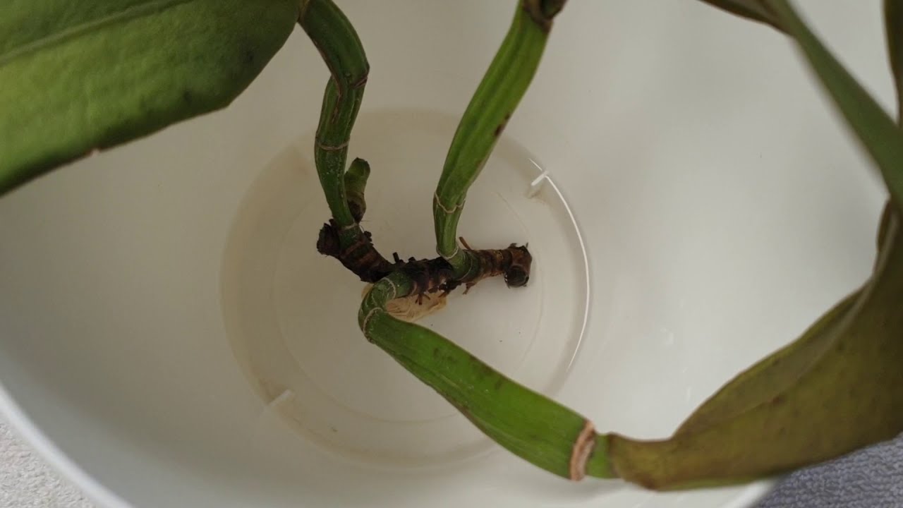 TEA TIME with ORCHIDS - Orchids like their TEA with LEMON & a