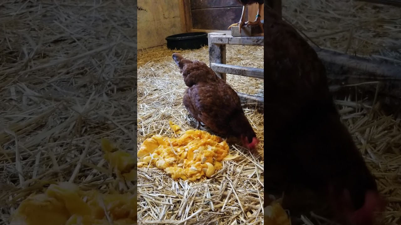 Chickens Eating The Insides Of Pumpkins YouTube