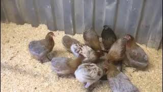 I do like these birds a lot rare breed Rumpless Araucanas laying blue, green egg great characters