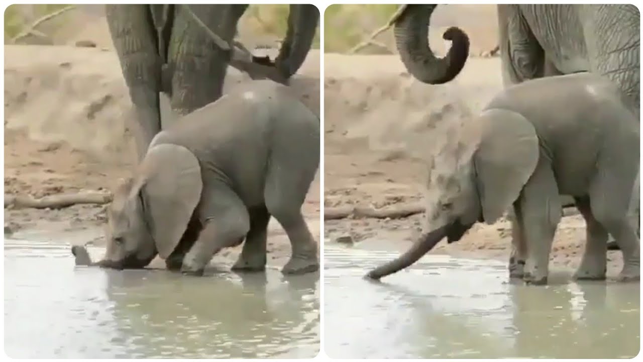 Cute Baby Elephant Still Learning How to Drink Water with his Trunk