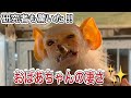 研究者も注目！！コモンおばあちゃんの長生きと健康の秘訣♫