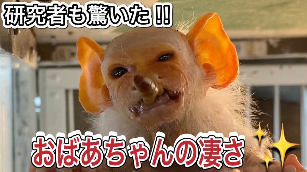 研究者も注目！！コモンおばあちゃんの長生きと健康の秘訣♫