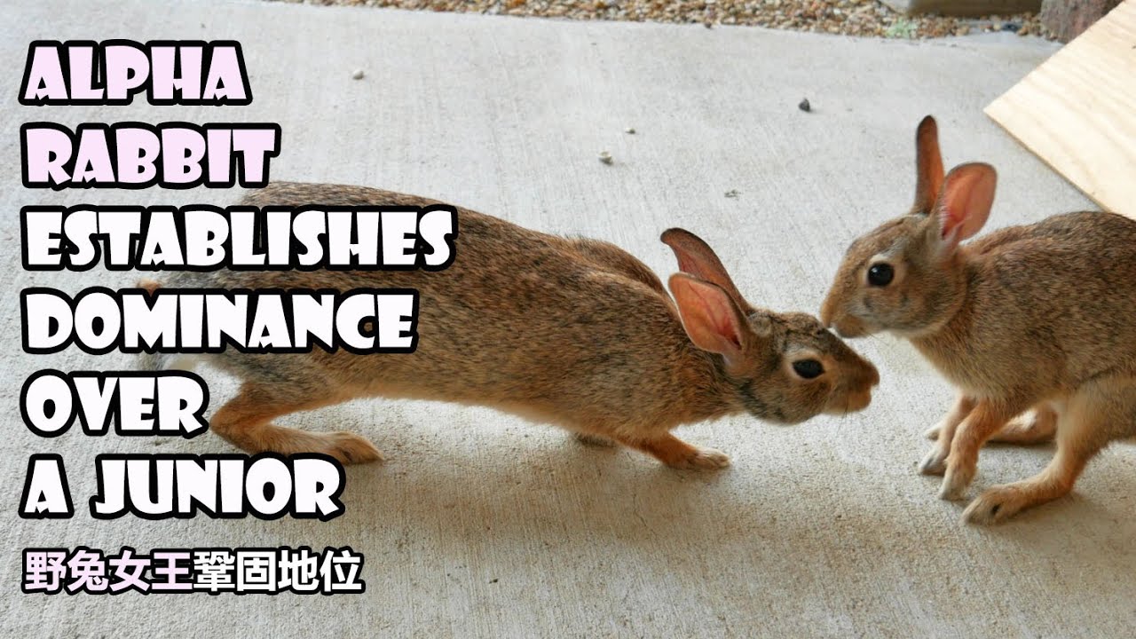 Alpha rabbit establishes her dominance over a junior bunny - YouTube