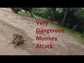 Very Dangerous Monkey Attack In The Park | Many people shouts to save themselves from angry monkey