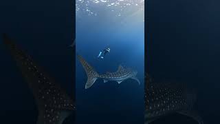 Whale Shark vs Human Size Comparison 🎬 Acep Saepulloh #Shorts #SharkWeek