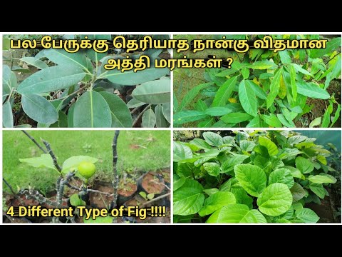 Four Different Fig Trees  Country Fig  Israel Fig  Rubber Fig  Elephant ear fig