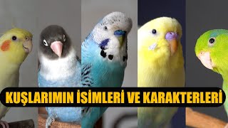 Kuşlarımın İsimleri Ve Karakterleri