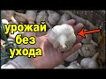 Озимый чеснок посадка осенью. Посадка чеснока под зиму.