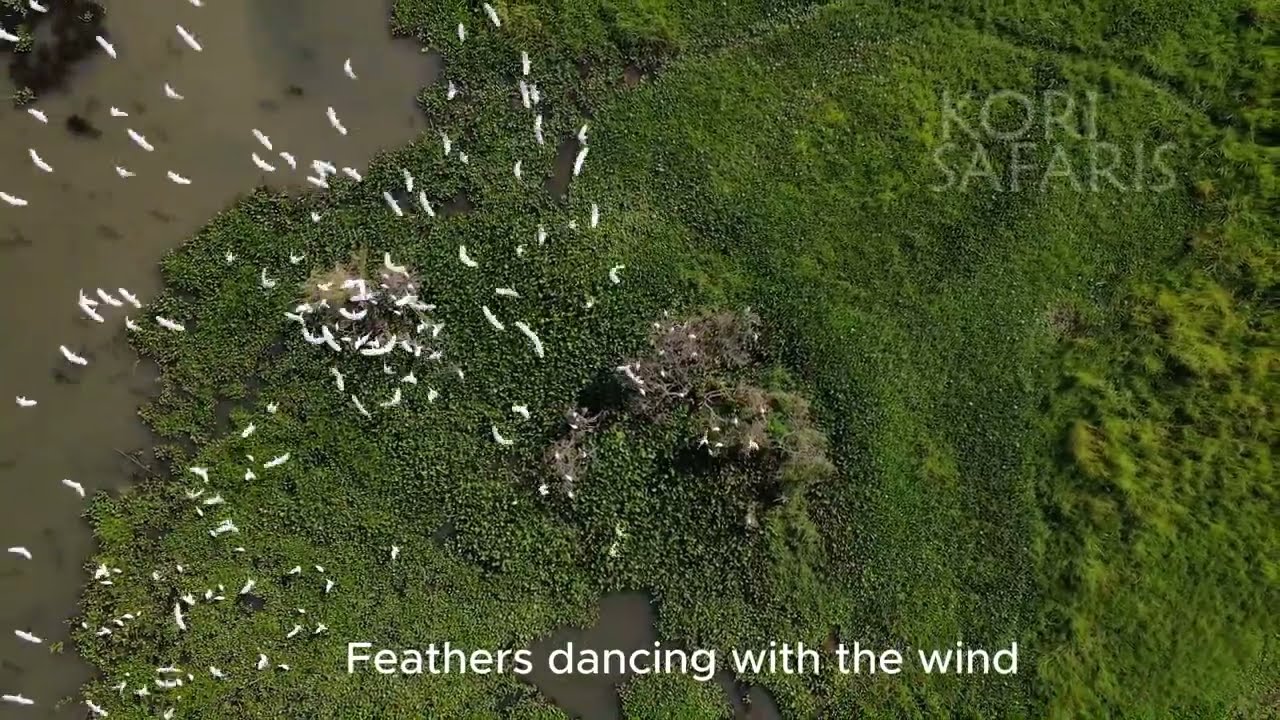 Bird Watching tour, Best Birding Safari Experience, Kori Safaris