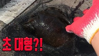 뜰채로 배 선착장을 떴더니 초대형 군소가?! Super-large Sea hare