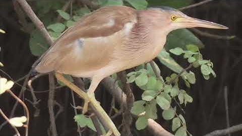 tiếng cò hương cò lép