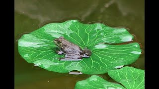 The frog sat on a lily pad, not waiting!