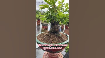 Gốc nhớt rút cốt baby