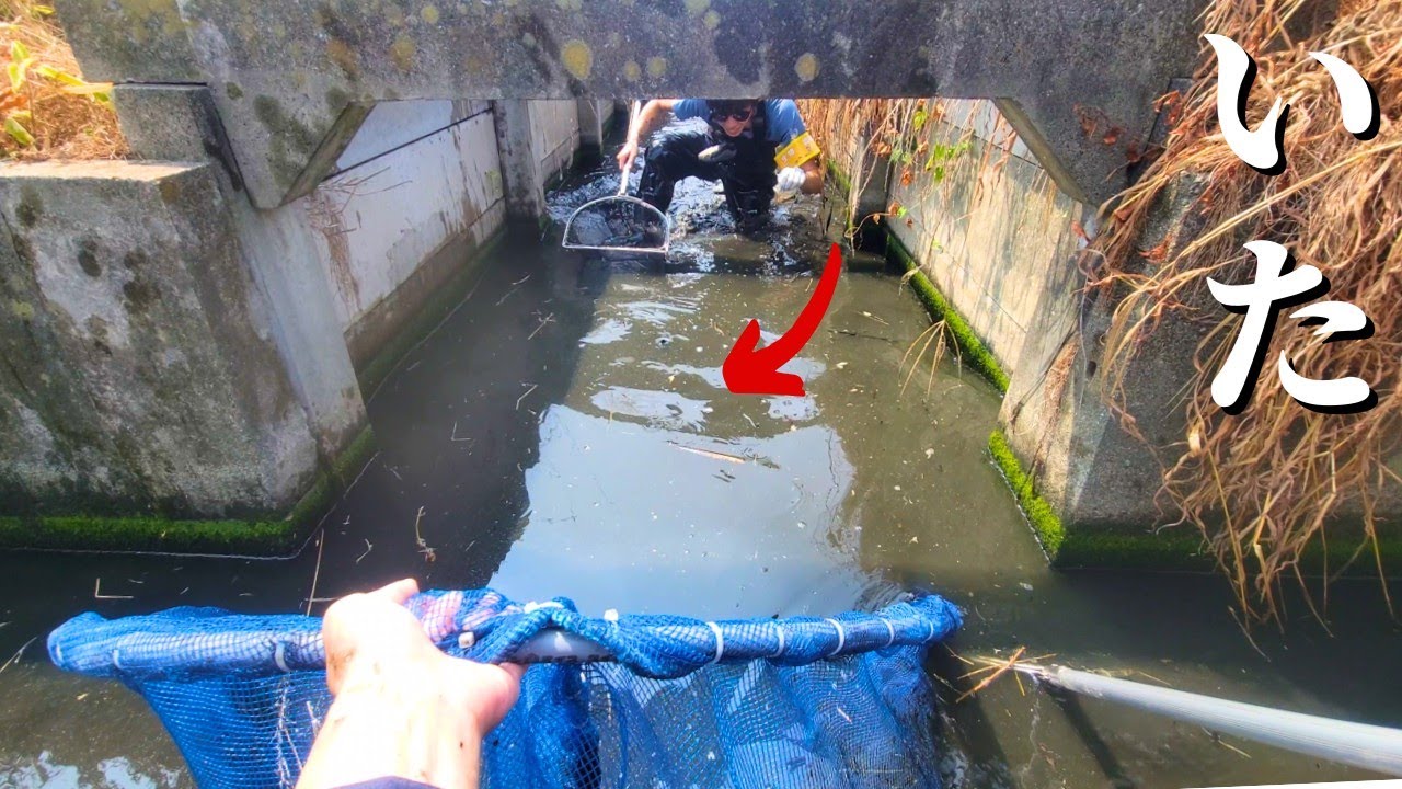 ２年前、養殖場から逃げ出した外来生物が生き延びているか調査に来た結果…